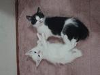 2 lieve kitten katertjes voor 75 euro, Kater, 0 tot 2 jaar