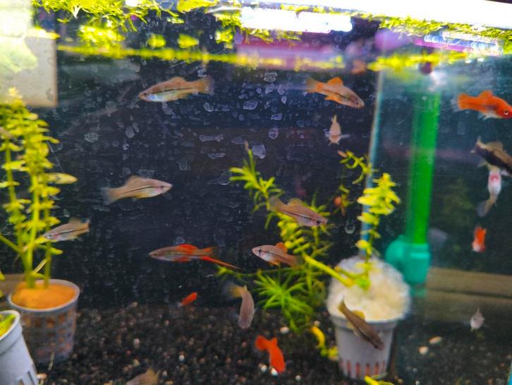 Zwaarddrager per stuk 2.50 euro, Dieren en Toebehoren, Vissen | Aquariumvissen, Vis