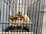 25 stuks Kanaries Aangeboden, Dieren en Toebehoren, Meerdere dieren, Kleurkanarie