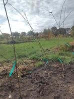 Siberische Pruimen, Tuin en Terras, Ophalen, Lente, Volle zon, Pruimenboom