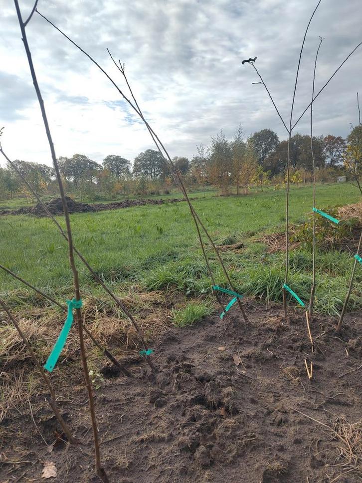 Siberische Pruimen, Tuin en Terras, Planten | Fruitbomen, Pruimenboom, 100 tot 250 cm, Volle zon, Lente, Ophalen