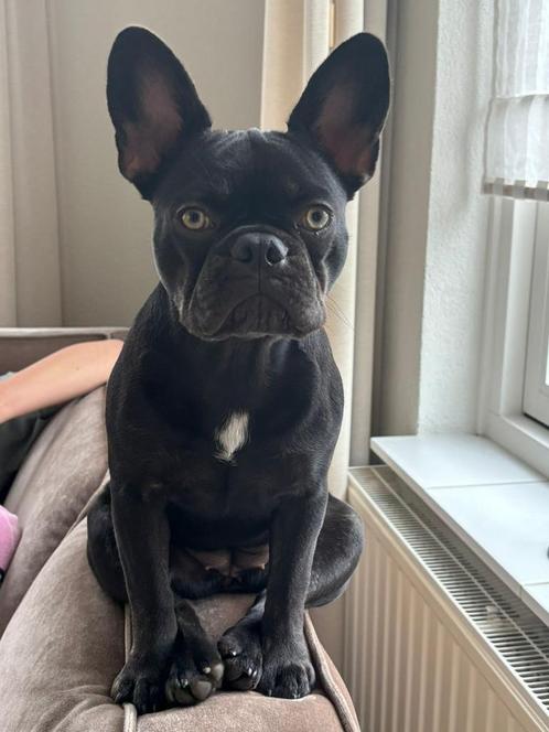 Mooie franse bulldog dametje, Dieren en Toebehoren, Honden | Bulldogs, Pinschers en Molossers, Teef, Bulldog, Particulier, Eén hond