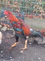 Indio Gigante broedeieren, Dieren en Toebehoren, Pluimvee, Geslacht onbekend, Kip