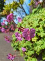 Roze Ooievaarsbek (Geranium Macrorrhizum),  stekje, Ophalen, Bodembedekkers, Vaste plant, Halfschaduw