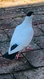 Aghaanse duiven, Dieren en Toebehoren, Vogels | Duiven, Meerdere dieren