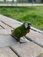 Ara servera, Dieren en Toebehoren, Mannelijk, Papegaai