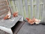 Kippen per stuk €5, Dieren en Toebehoren, Pluimvee, Vrouwelijk, Kip