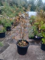 Parrotia persica 'persian spire', Bloeit niet, Overige soorten, 100 tot 250 cm, Ophalen