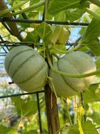 Heerlijke cateloupe en galia meloen stekken stekjes planten, Ophalen