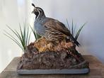 Taxidermie vogel Californische kuifkwartel man, Ophalen of Verzenden, Nieuw, Vogel, Opgezet dier