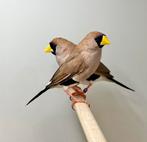 Maskeramadine, Dieren en Toebehoren, Mannelijk