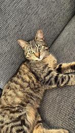 VERMIST onze Mila, Dieren en Toebehoren, Vermiste en Gevonden Dieren, Kat