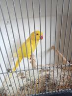 Te koop diverse vogels, Dieren en Toebehoren, Vogels | Parkieten en Papegaaien, Meerdere dieren, Parkiet