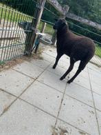 Schaaplammeren te koop, Dieren en Toebehoren, Schapen, Geiten en Varkens, Vrouwelijk, Schaap