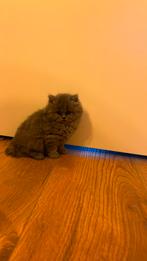 britse korthaar kittens, Dieren en Toebehoren, Katten en Kittens | Raskatten | Korthaar, Meerdere dieren