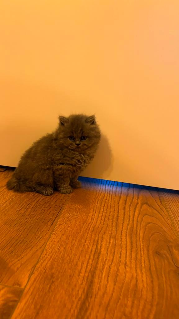 britse korthaar kittens, Dieren en Toebehoren, Katten en Kittens | Raskatten | Korthaar, Meerdere dieren