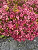 6 prachtige hortensia's - Annabella, Tuin en Terras, Planten | Tuinplanten, Overige soorten, Vaste plant, Ophalen of Verzenden