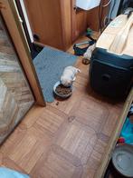 Te koop kruising cocker  spaniel  en boomer, Dieren en Toebehoren, Meerdere, Meerdere dieren, Middel, Nederland
