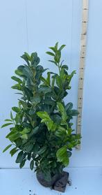 Prunus laur rotundifolia gewone laurier, Tuin en Terras, Ophalen of Verzenden, Laurier, Haag, 100 tot 250 cm