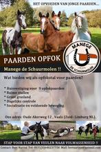 Paarden opfok, Dieren en Toebehoren, Stalling en Weidegang, Weidegang, 4 paarden of pony's of meer