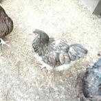 zuivere grijze  Orpington hanen groot, Dieren en Toebehoren, Pluimvee, Mannelijk, Kip