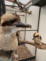 0-2 Kookaburra 2025, Dieren en Toebehoren, Vogels | Overige Vogels, Vrouwelijk, Geringd