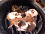 Kittens  Maincoon x Ragdoll, Gechipt, Meerdere dieren, 0 tot 2 jaar