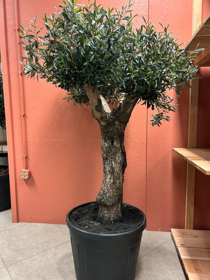 Mooie kunst olijf olijfboom voor binnen, Huis en Inrichting, Woonaccessoires | Kunstplanten en Kunstbloemen, Ophalen