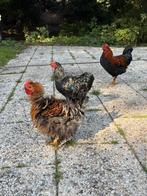 haantjes zoeken nieuw huis. Cochin krulveer wyandotte harco, Dieren en Toebehoren, Pluimvee, Mannelijk, Kip