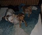 Chihuahua pups te koop, CDV (hondenziekte), Particulier, Meerdere, 8 tot 15 weken