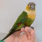 Diverse pyrrhura, parkieten , mutatie, Meerdere dieren, Parkiet