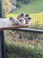 Jonge zwartwang zebravinken, Meerdere dieren