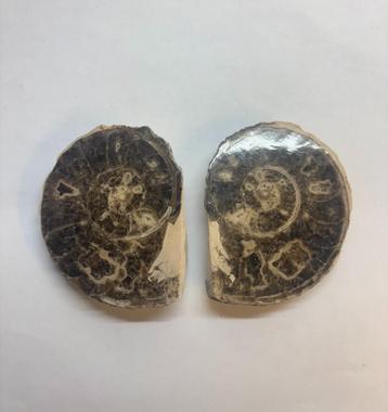 Ammoniet fossiel (8) beschikbaar voor biedingen