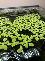 Aquarium drijfplantjes Salvinia Natans, Dieren en Toebehoren, Vissen | Aquaria en Toebehoren, Ophalen, Nieuw, Plant(en), Steen of Hout