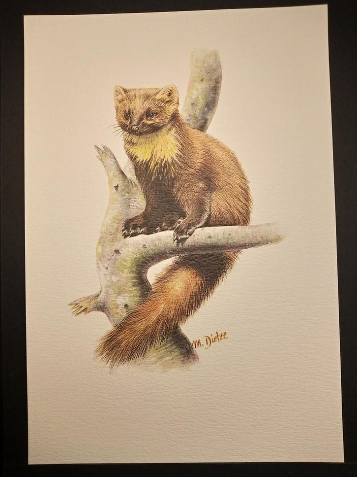 Boommarter, Verzamelen, Foto's en Prenten, Zo goed als nieuw, Prent, Dier, 1980 tot heden, Verzenden