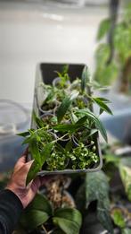 Anthurium bakeri, Ophalen of Verzenden, Overige soorten, Minder dan 100 cm