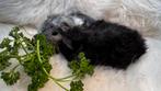 Mooie baby tessel cavias, Cavia, December, Meerdere dieren, Tam