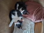 Poes en katertje, Dieren en Toebehoren, Meerdere dieren, Kortharig, 0 tot 2 jaar