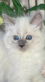 Ragdoll x Maincoon kittens super lueve kittens, Meerdere dieren, Ontwormd, 0 tot 2 jaar
