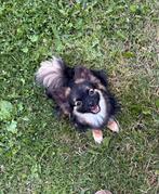 Chihuahua dekreu ter dekking aangeboden (niet te koop!), Parvo, Reu, 1 tot 2 jaar, Eén hond