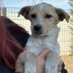 AIN:  Boris, Dieren en Toebehoren, Honden | Niet-rashonden, Rabiës (hondsdolheid), 15 weken tot 1 jaar, Buitenland, Eén hond