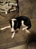 Kruising puppy, Rabiës (hondsdolheid), 15 weken tot 1 jaar, Reu, Eén hond