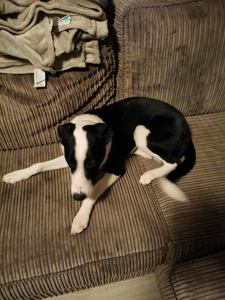 Kruising puppy, Dieren en Toebehoren, Honden | Niet-rashonden, Reu, Particulier, Eén hond, Nederland, 15 weken tot 1 jaar, CDV (hondenziekte)