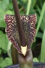 Sauromatum nubicum ‘Indian Giant’Exotische Reuzenaronskelk, Vaste plant, Halfschaduw, Lente, Ophalen