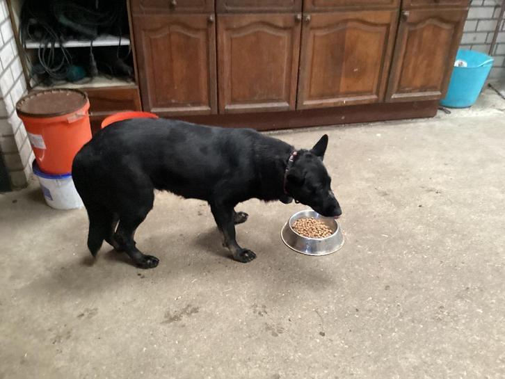 Te koop, mooie duitse herder, Dieren en Toebehoren, Honden | Herdershonden en Veedrijvers, Teef, Herder, Particulier, Eén hond