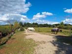 Pensionplek voor pony (t/m D) 24/7 buiten, Dieren en Toebehoren, Stalling en Weidegang, Weidegang