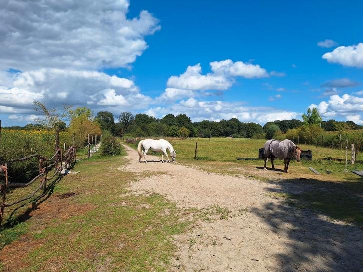 Pensionplek voor pony (t/m D) 24/7 buiten, Dieren en Toebehoren, Stalling en Weidegang, Weidegang