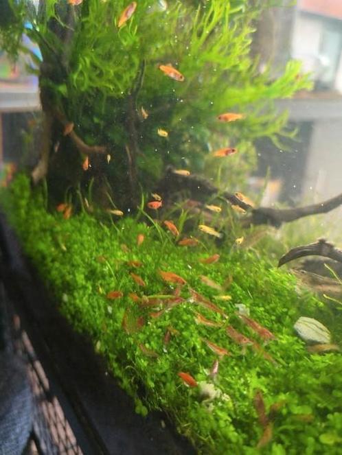 Levendige Oranje/Zwarte Zwaarddragers, Dieren en Toebehoren, Vissen | Aquariumvissen, Vis