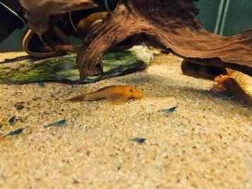 Ancistrus red beschikbaar voor biedingen