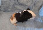 Cavia zeugje 3 kleur, Dieren en Toebehoren, Augustus, Vrouwelijk, Cavia